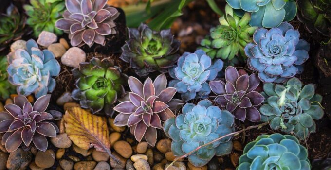 Are Succulents Easy to Maintain?