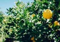 When & How To Properly Prune A Lemon Tree – 2023 Guide