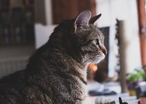 When Do Cats Stop Growing – 2023 Guide