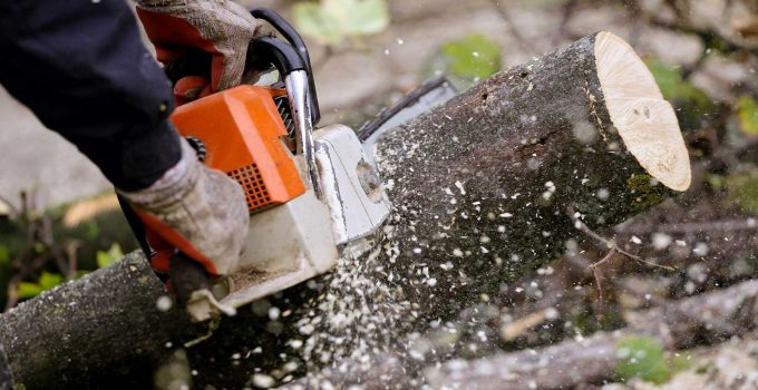 6 Reasons to Leave Tree Removal to the Professionals in 2023