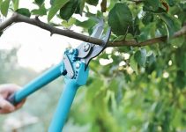 11 Dos And Don’ts Tree Trimming & Pruning
