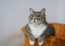 How to Keep Your Cat Happy & Healthy Indoors?
