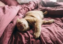 6 Reasons Why Do Cats Crave Warmth
