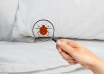 How to Make a Bed Bug Treatment Successful – 2024 Guide