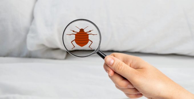How to Make a Bed Bug Treatment Successful – 2021 Guide
