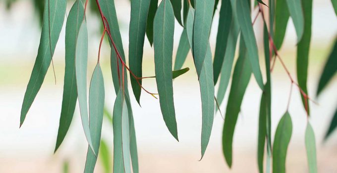 What’s the Difference Between Malagueta and Eucalyptus?