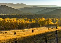 Is Buying Cattle Ranch a Good Investment