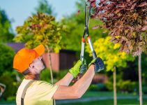 How to Prepare Your Backyard for a Tree Trimming Service – 2024 Guide