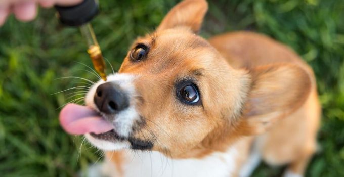 5 Benefits Of Getting CBD Oil for Your Dogs