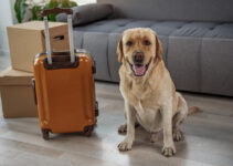 How Much Does It Cost to Transport a Dog Internationally?