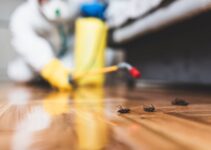 7 Easy Ways to Control Pest Infestation at Home in 2022