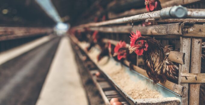 5 Ways Technology Can Help you Grow and Expand your Poultry Farm