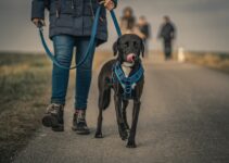 6 Most Common Mistakes All New Dog Owners Make