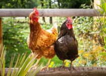 Is Poultry Farming a Profitable Business in 2022