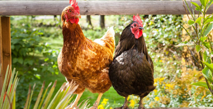 Is Poultry Farming a Profitable Business in 2024