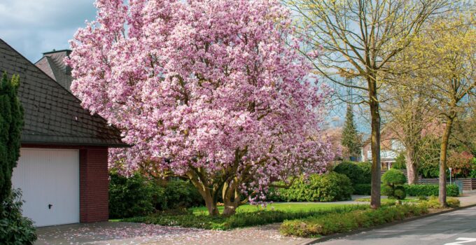 How to Keep Your Backyard Trees Healthy in 5 Easy Steps