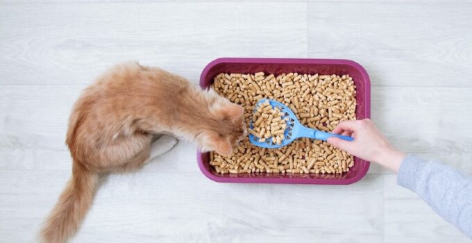 6 Tips For Solving Common Cat Litter Box Problems