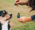 What Every Pet Owner Needs to Know About CBD