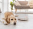 Is Your Dog’s Hair Too Long For A Robot Vacuum? – Guide 2022