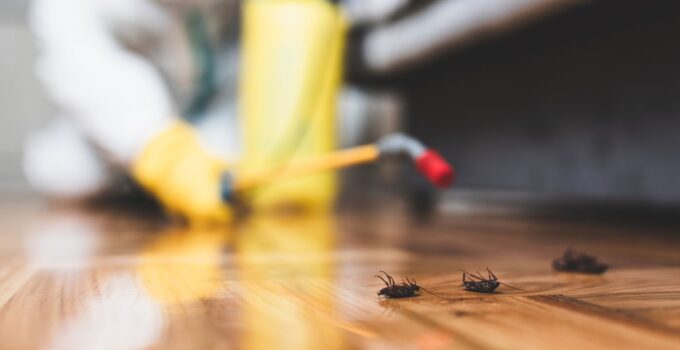 What Time of the Year Is Best for Pest Control?
