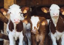 5 Factors to Consider When Maintaining Farm Animal Equipment