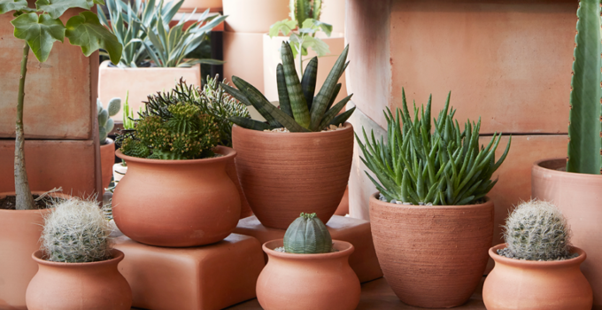 6 Benefits of Using Terracotta Pots for Your Outdoor Plants