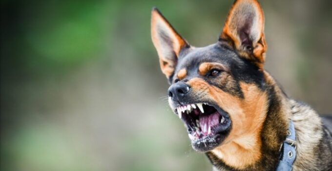 How Much Is a Dog Bite Lawsuit Worth in California – 2023 Guide