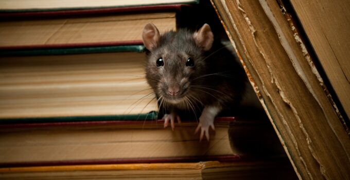 How To Identify Rat Infestations And Protect Your Home