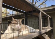 Is It Cruel to Keep a Cat in a Catio?