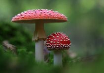 7 Things to Know Before Taking Amanita Muscaria Mushrooms