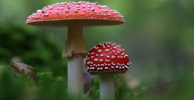 7 Things to Know Before Taking Amanita Muscaria Mushrooms