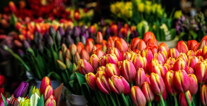 Enjoy a Beautiful Tulip Bouquet to Celebrate the Season