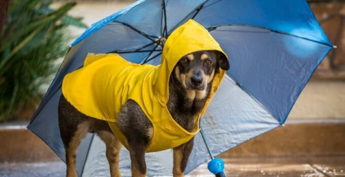 Rain or Shine: Essential Accessories for Walking Your Dog in Wet Weather