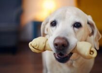 Chews for Dogs: Are They Worth the Hype?