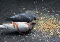 Pigeon Nutrition: What You Need to Know About Feeding