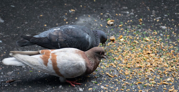 Pigeon Nutrition: What You Need to Know About Feeding