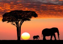 2024 Safari Planner: Where to Go for Your Ultimate Adventure