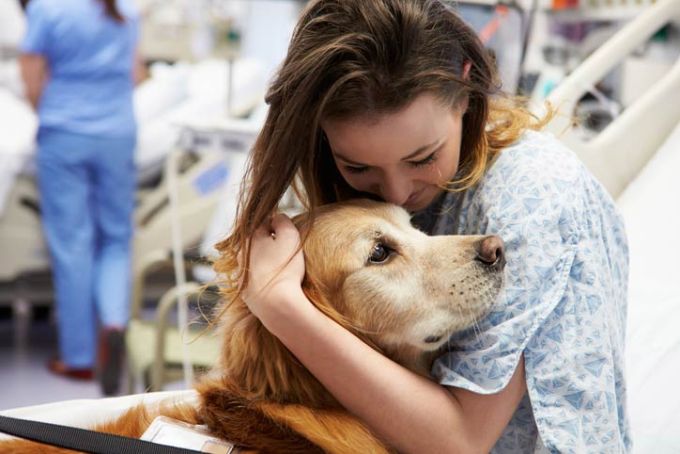 Traits of an Ideal Therapy Dog