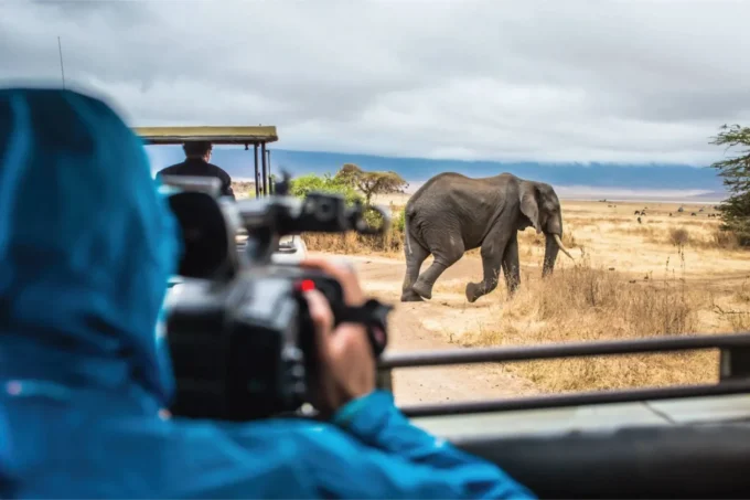 Wildlife and Safari Experiences