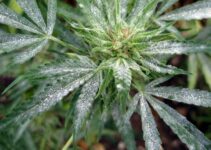 How To Get Rid Of Powdery Mildew on Cannabis Plants