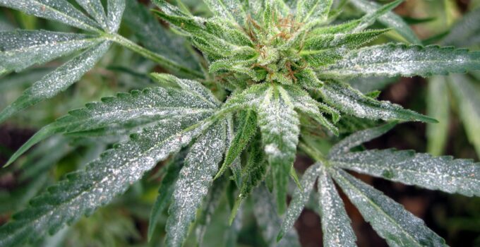 How To Get Rid Of Powdery Mildew on Cannabis Plants