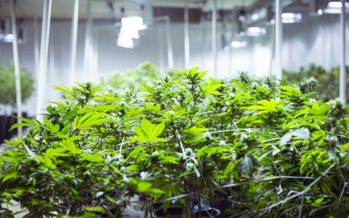 Growing Cannabis Indoors