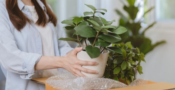 Things You Should Consider Before Buying Plants Online