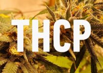 How Many Puffs of THCP Should You Take? 10 Vaping Tips for Beginners
